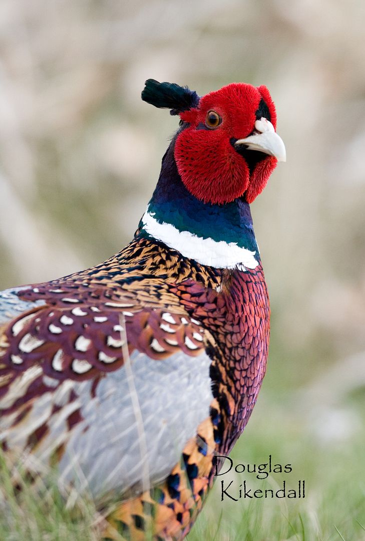 Different Types of Ringneck Pheasants? BackYard Chickens Learn How
